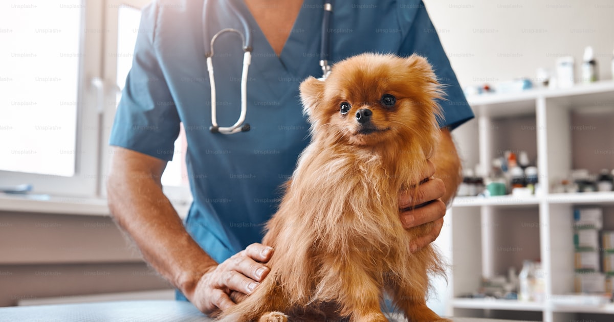 Best Phone Numbers for Veterinary Clinics